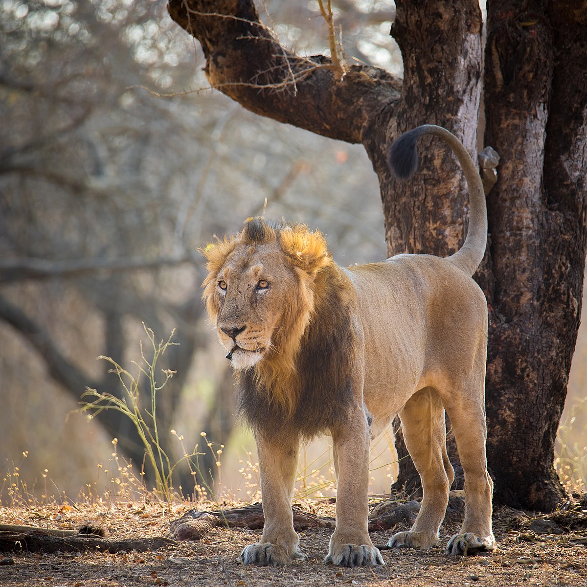 Khathiar-Gir Dry Deciduous Forests | One Earth